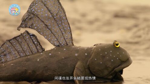 米拉和星仔：海洋动物大比拼第07集弹涂鱼跳高求偶_少儿_动画片大全_腾讯视频