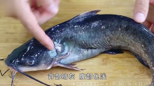 “江团鱼”是什么鱼？常被误认成鲶鱼，它比鲶鱼好吃吗？一江团鱼科普知识鱼知识创作人