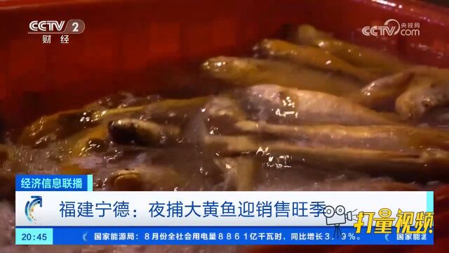 福建宁德:稳中有升!夜捕大黄鱼迎销售旺季