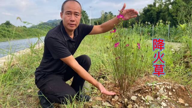 路边不起眼的“降火草”,用途非常厉害,拍给大家认识并了解一下