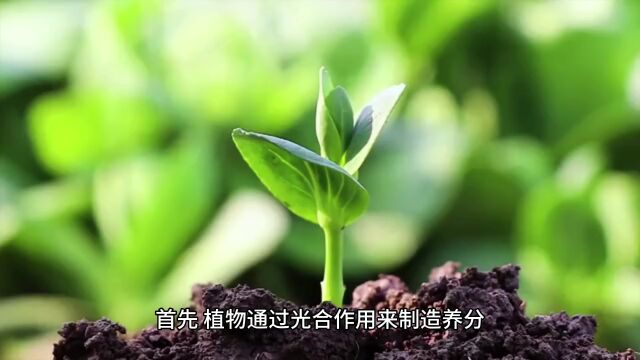 为什么植物能够生长