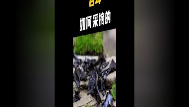 重庆大巴山的特产岩耳,你知道它是如何采摘的吗流量扶持计划