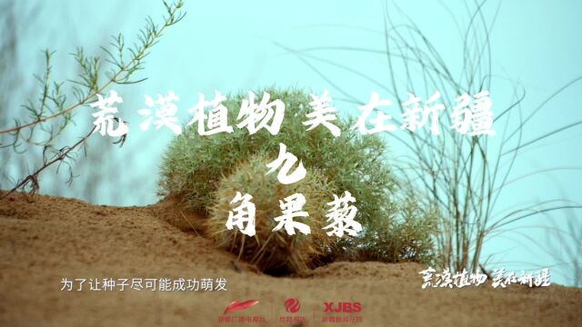 荒漠植物 美在新疆沙漠里的角果藜 #全国广电新媒体集结发光