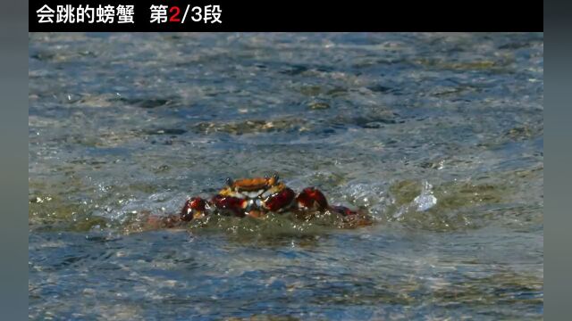 1056会跳的螃蟹艰难觅食,在谁眼里都是美食纪录片海洋生物