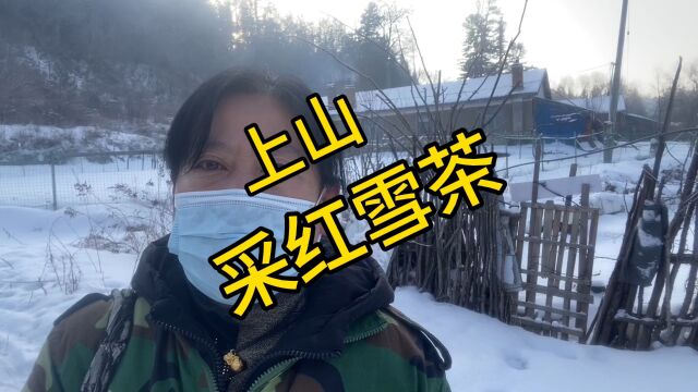 红雪茶生长在2000米以上高山上,采摘出货量极少,价值却很高