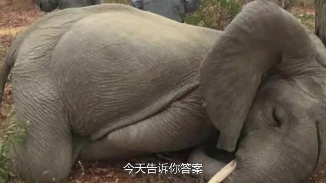 为什么没有人吃大象的肉,它的肉真能吃吗?今天告诉你答案!