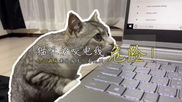 猫咪爱咬电线数据线怎么办?别慌!这些技巧帮你解决问题