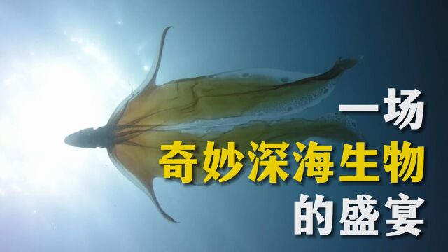 日本能登半岛云集世界上最奇形怪状的海洋生物,带来一场视觉与思想的饕餮盛宴