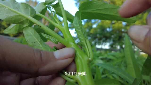 中国最普通的蔬菜,出口到美国,起个洋名字卖的比肉还贵