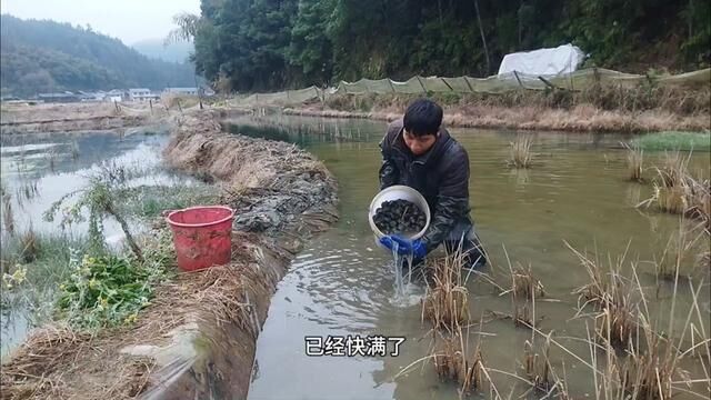 摸田螺:冰天雪地中的“寻宝”之旅