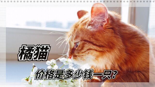 一只橘猫大概要多少钱呢?买猫首付也不多