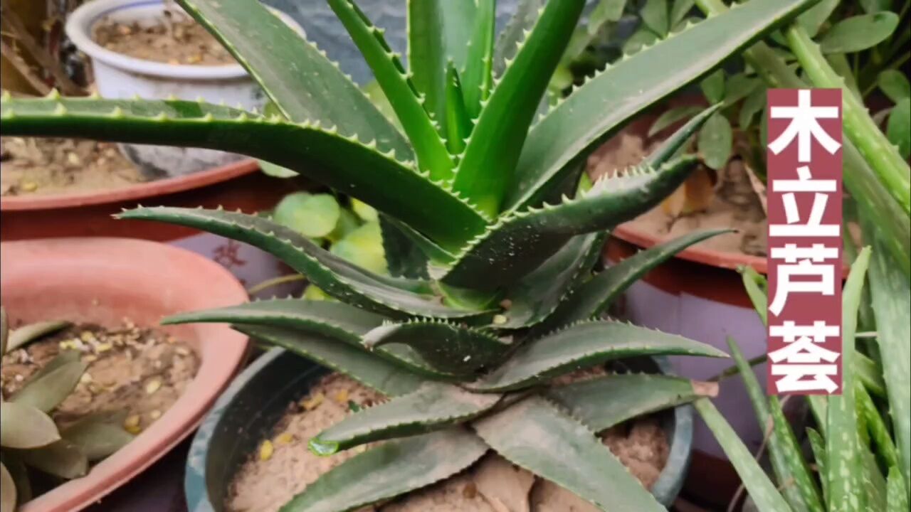 木立芦荟又名龙爪菊,煮茶或是捣碎,厉害了,实用
