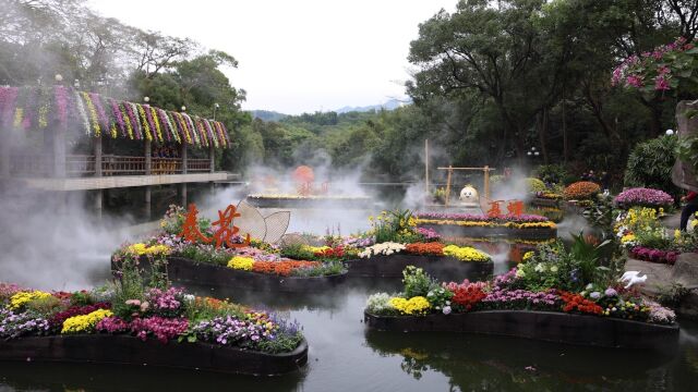 大饱眼福!“菊荟万象”第39届深圳菊花展精彩纷呈