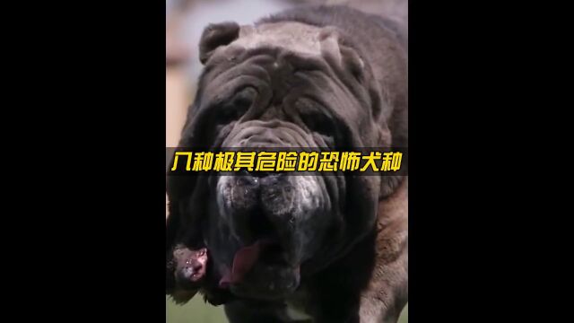 八种极其危险的恐怖犬种,危险程度五颗星,看到后要抓紧逃离!