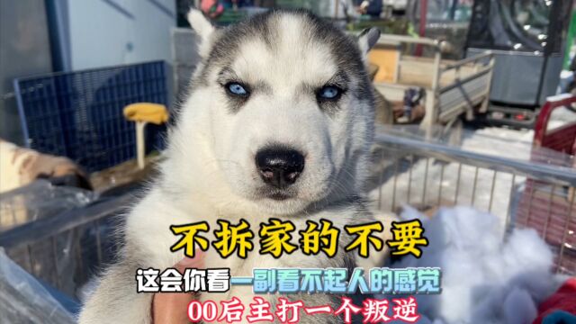 本地粉丝小老弟主打个叛逆,非要养“逆子”哈士奇,不拆家还不要