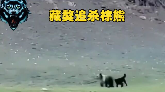 喜马拉雅山区牧民拍到一段藏獒追杀棕熊的真实画面野生动物棕熊藏獒户外