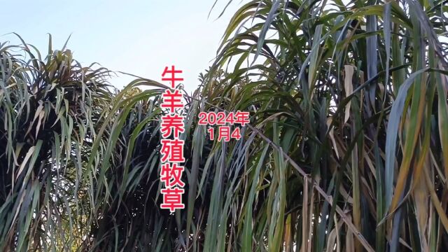 牛羊养殖专用牧草,这是2024年1月4号霜冻过后草料的变化 #巨菌草 #牧草 #养牛人