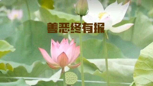 善恶终有报:坚守善良,收获福报