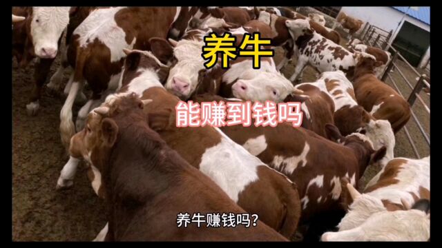 养牛能赚钱吗?听听养殖户什么说,值得新手学习