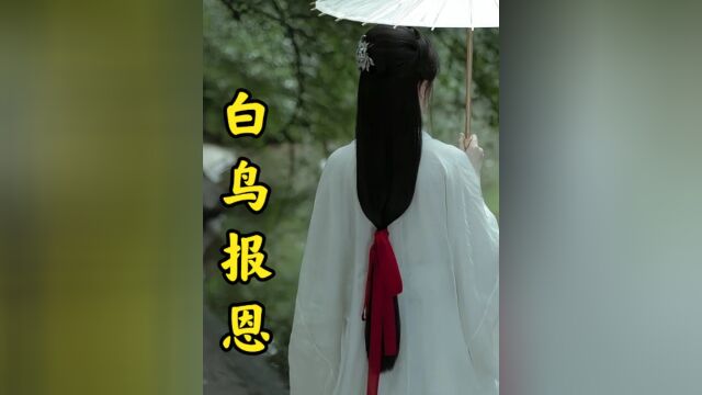 百鸟化身女子嫁给男人,却因男人的好奇害死了百鸟#百鸟报恩