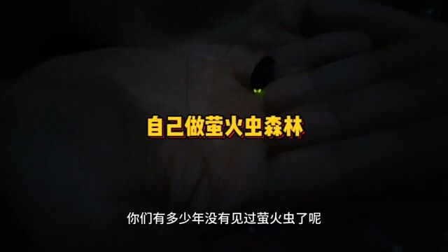 打造萤火虫森林,和一起建设