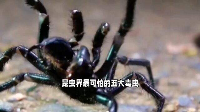 昆虫界5大毒虫,每年导致将近200万人死亡