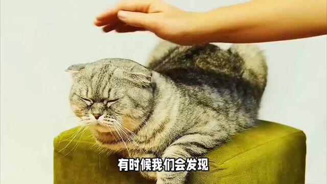 猫咪闻到臭脚为什么要张嘴?猫闻臭脚张嘴原因:原来我们理解错了