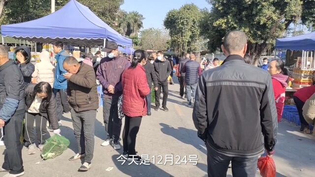 天气冷了有一些卖龟老板没来,乌龟品种也减少很多,年底主要是甲鱼