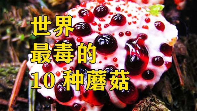 世界最毒的10 种蘑菇,美味与毒性并存,一口让你死无葬身之地