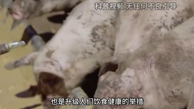 20年前流行泔水喂猪,猪肉味道也好,为什么现在被禁止了? 1