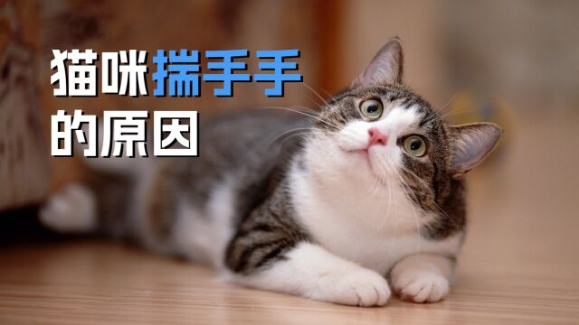 猫咪揣手手的原因