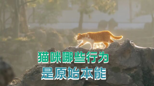 猫咪哪些行为是原始本能?