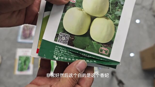 2024年春播育苗第一批香瓜茄子辣椒种子催芽