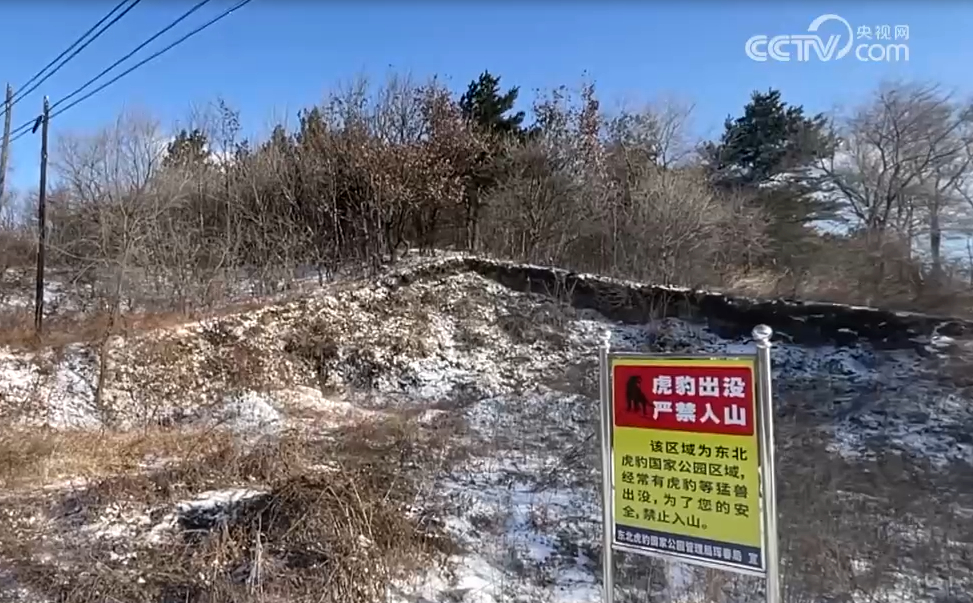 注意!东北虎出没·吉林:东北虎再进村,为觅食频繁下山
