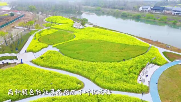 东梓关油菜花图片