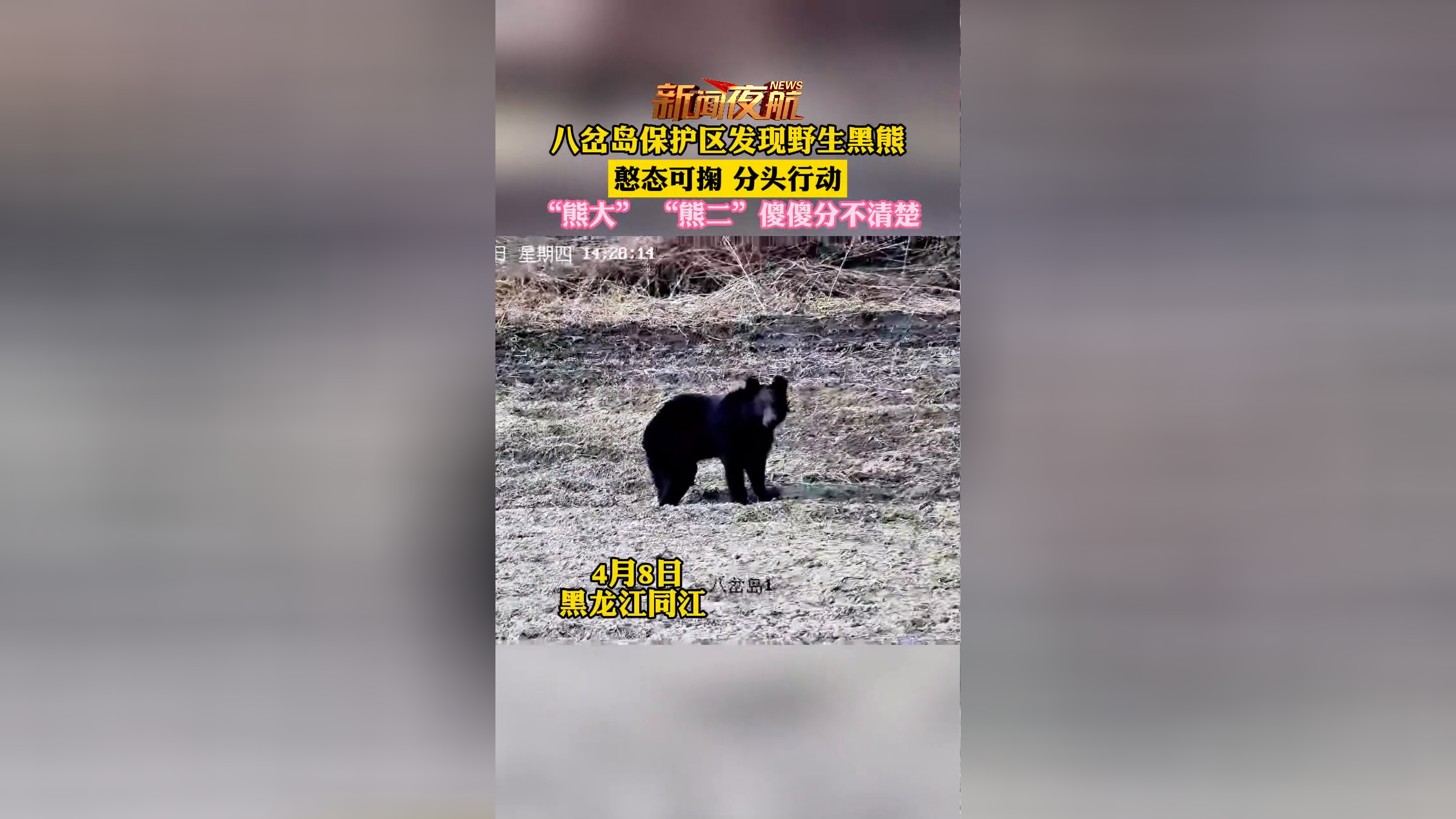 黑龙江同江八岔岛保护区发现野生黑熊, 憨态可掬分头行动