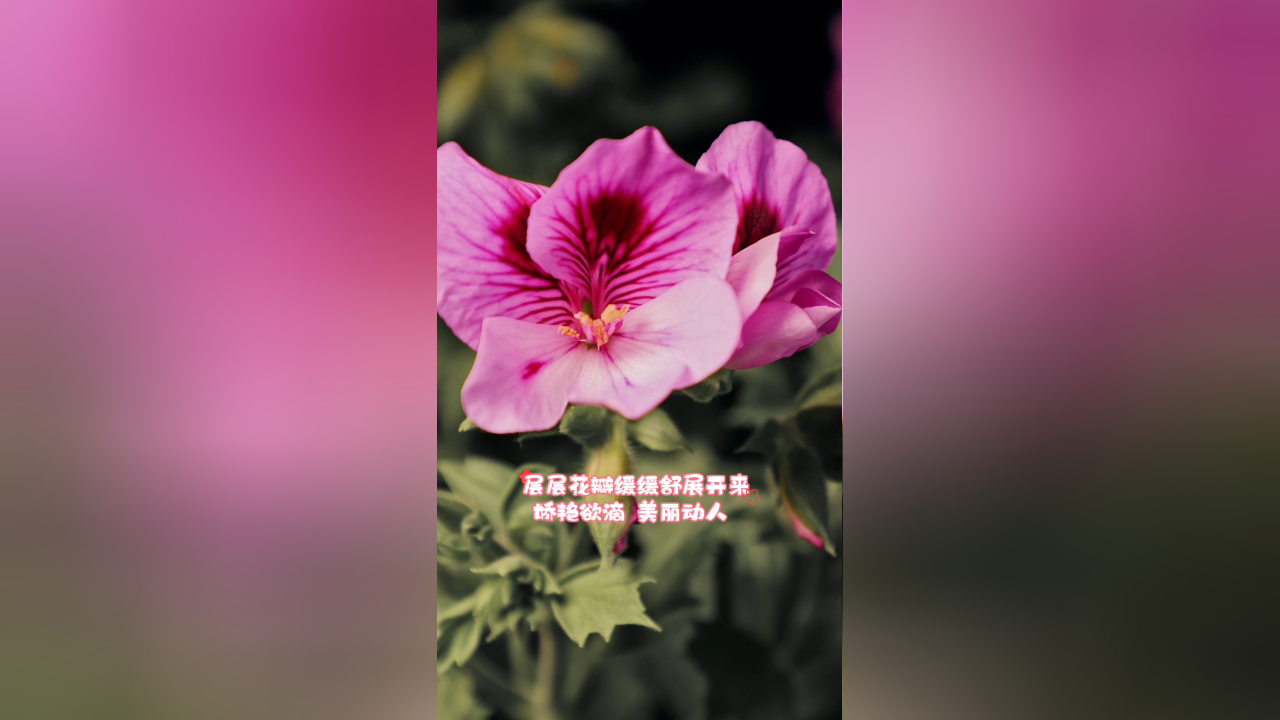 当我知道了天竺葵的花语是"幸福在身边",第一个就想到了你78