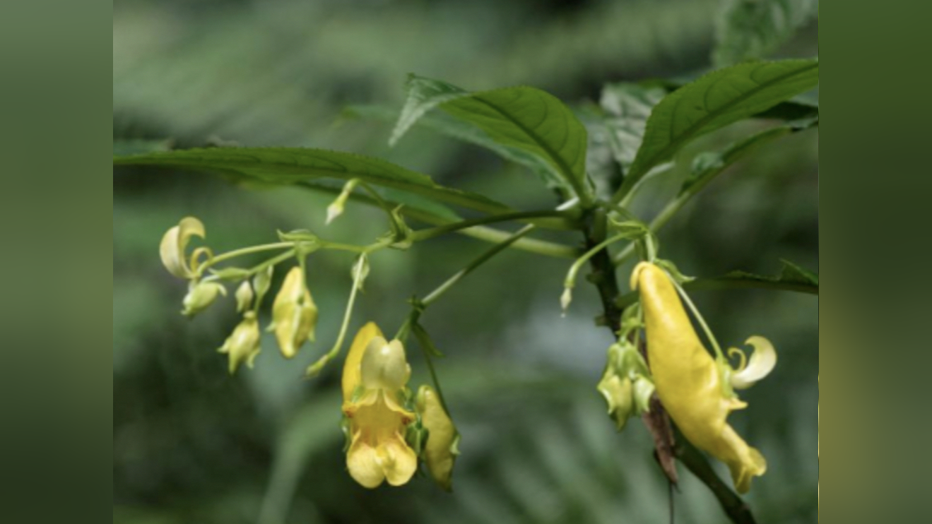 贵州发现新物种"北盘江凤仙花",生长在海拔1300米至米
