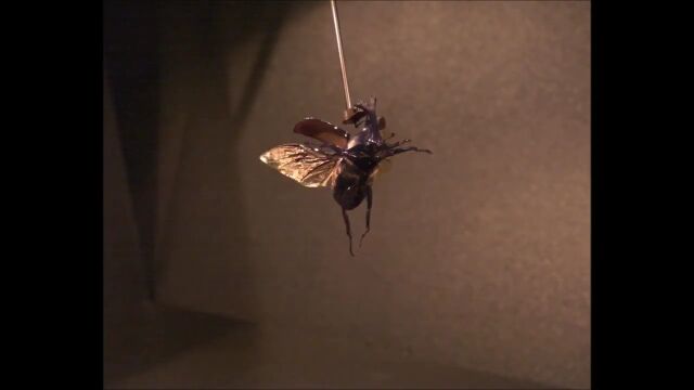 科学家揭开"独角仙"甲虫振翅和收翼之谜,改进扑翼机