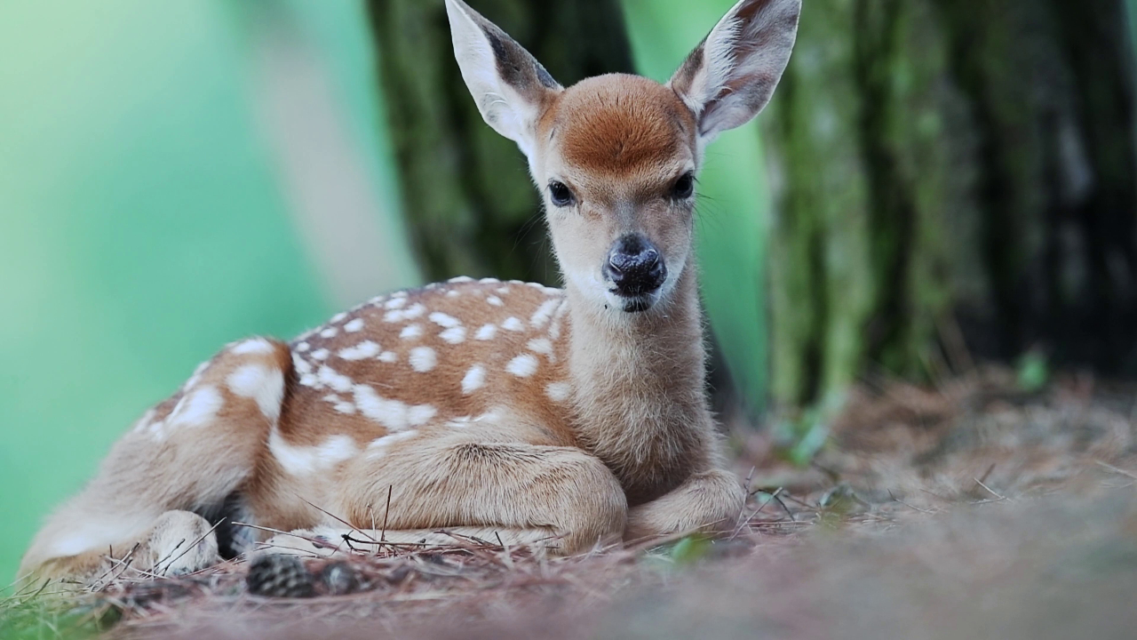 《生态文明启示录》(第三季)第一集:生态的价值