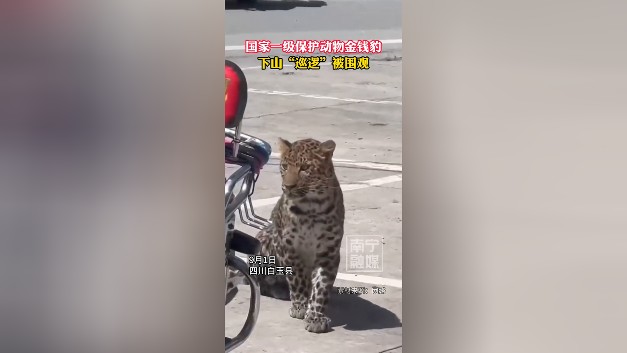 国家一级保护动物金钱豹,下山"巡逻"被群众围观拍照