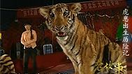 虎崽出生历险记