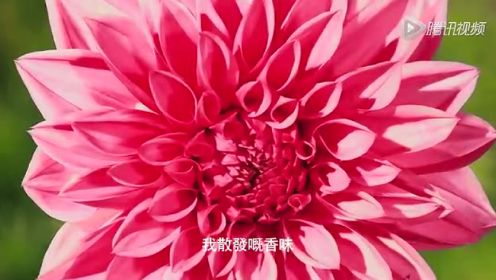 《大自然在说话》：汤唯粤语版配音《花》