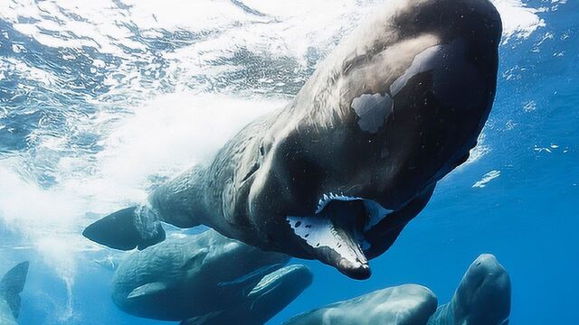 摄影师抓拍到珍贵画面:抹香鲸给宝宝喂奶