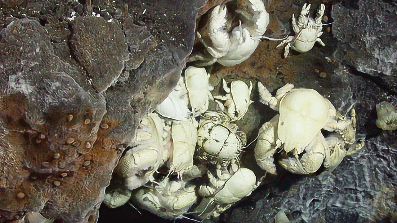 海底热泉区:挺过火山喷发的神奇生物们 雪人蟹以细菌为食