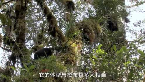 会爬树的袋鼠：1994年才被发现 已濒临灭绝