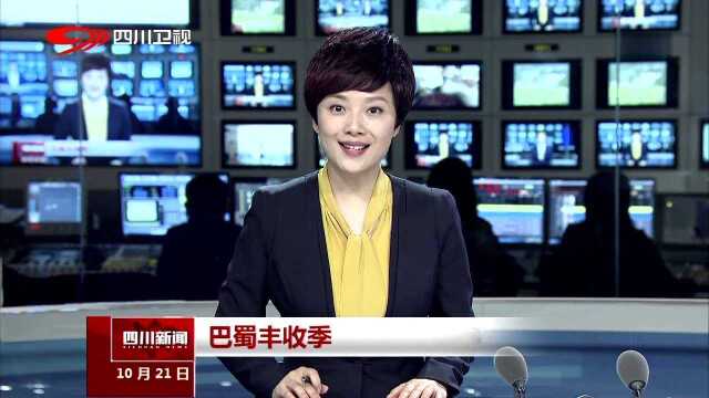 巴蜀丰收季 开江长岭 竹根姜丰收姜农乐