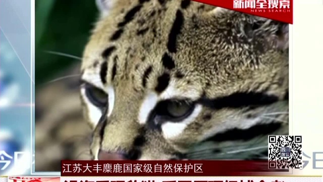 江苏大丰麋鹿国家级自然保护区 沿海重现豹猫 系平原顶级捕食者