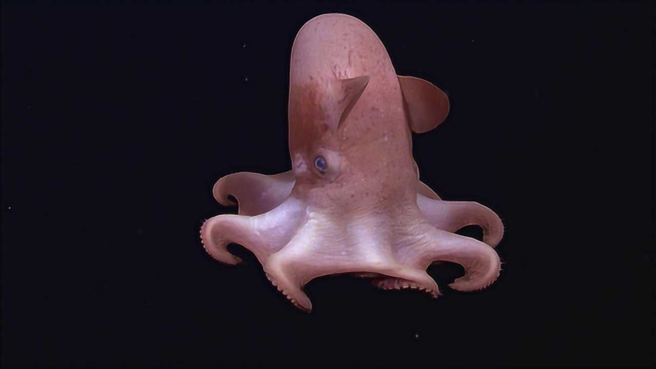 q萌q萌的小飞象章鱼,它说自己是深海最可爱的仔