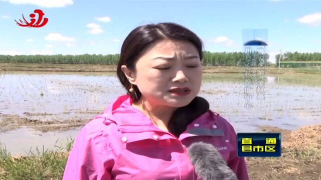 重点关注 桦川:关注天气变化 加强水稻田间管理